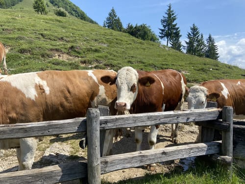 Von Mühlau auf den Gipfel der Hochplatte