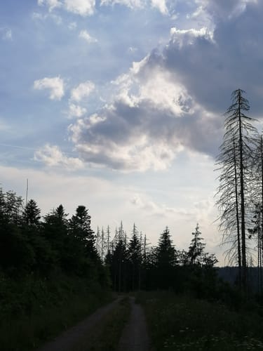 Schinkenweg in Höchenschwand