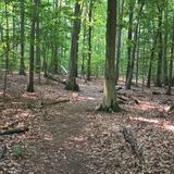 Five Mile Woods, Pennsylvania - 473 Reviews, Map | AllTrails