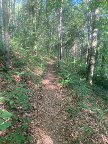Qualitätsweg 7-Berge-Weg rund um Nagold