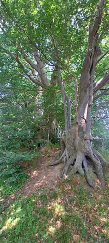 Duvenstedter Brook