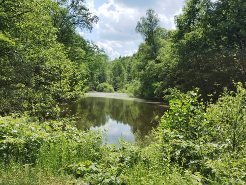 Vom Naturfreundehaus zum Waldhaus Drei Buchen