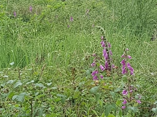 Durch die Lohmarer Heide