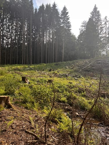 Morbach Rapperath Runde