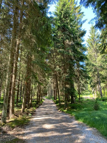 Burgruine Schellenberg und Brotfelsen