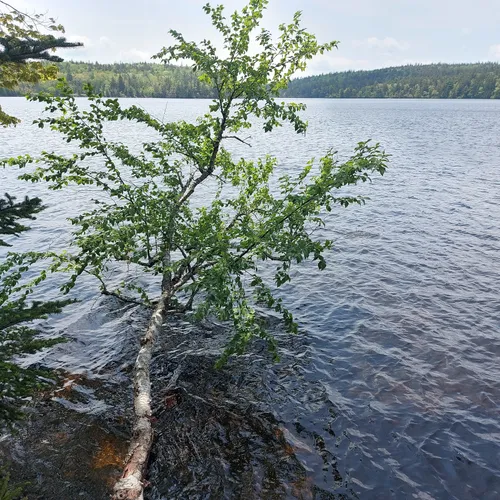 2023 Best Trail Running Trails in Mount Uniacke AllTrails