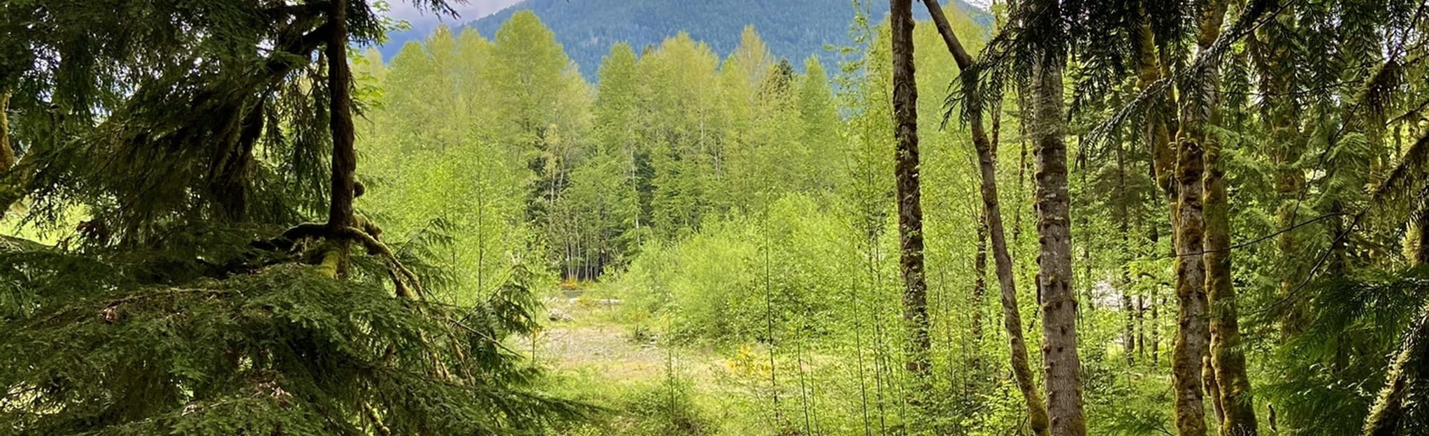 Maple Valley Loop, Washington 168 Reviews, Map AllTrails