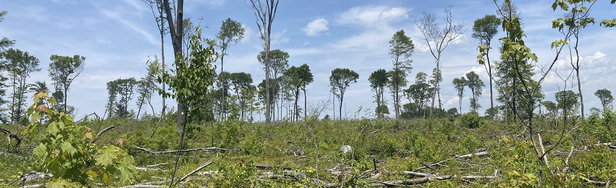 Herrington Manor and Swallow Falls Trail, Maryland 24 Reviews, Map