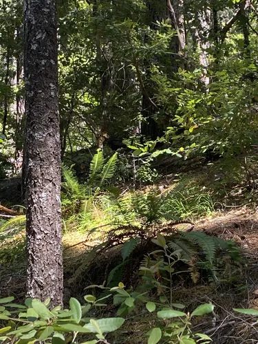 Best Hikes and Trails in Illinois River Forks State Park AllTrails