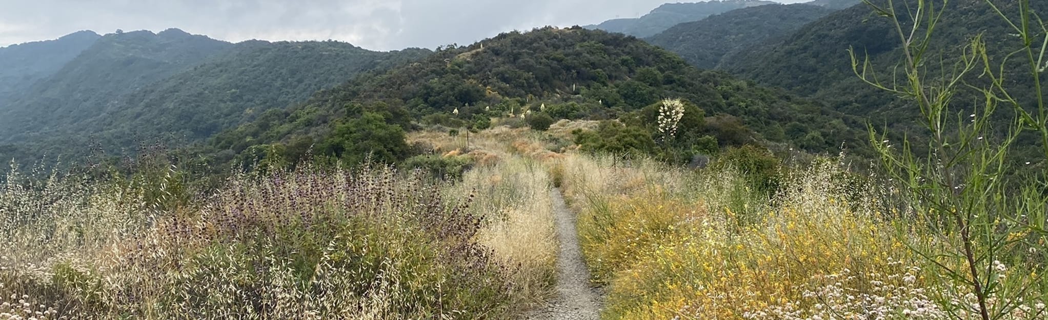 Backbone Trail from Will Rogers to Stunt Road 208 Reviews, Map