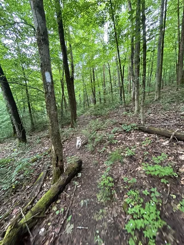 2023 Best Walking Trails in Truxton AllTrails