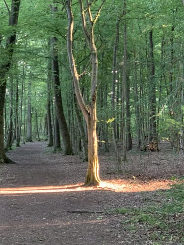Waldwanderweg Schwabach