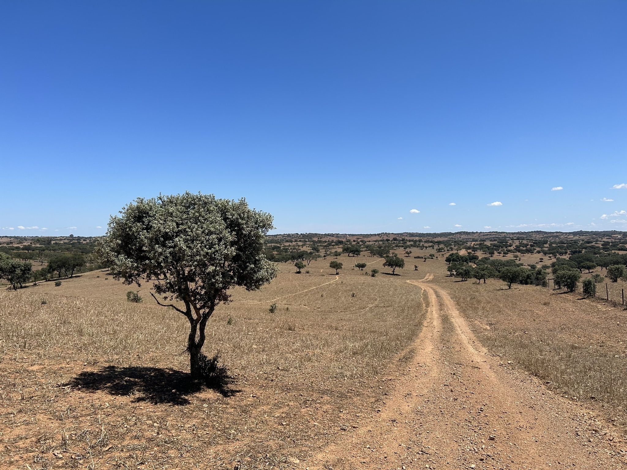 Photos of Corte do Pinto, Beja District beach trails | AllTrails