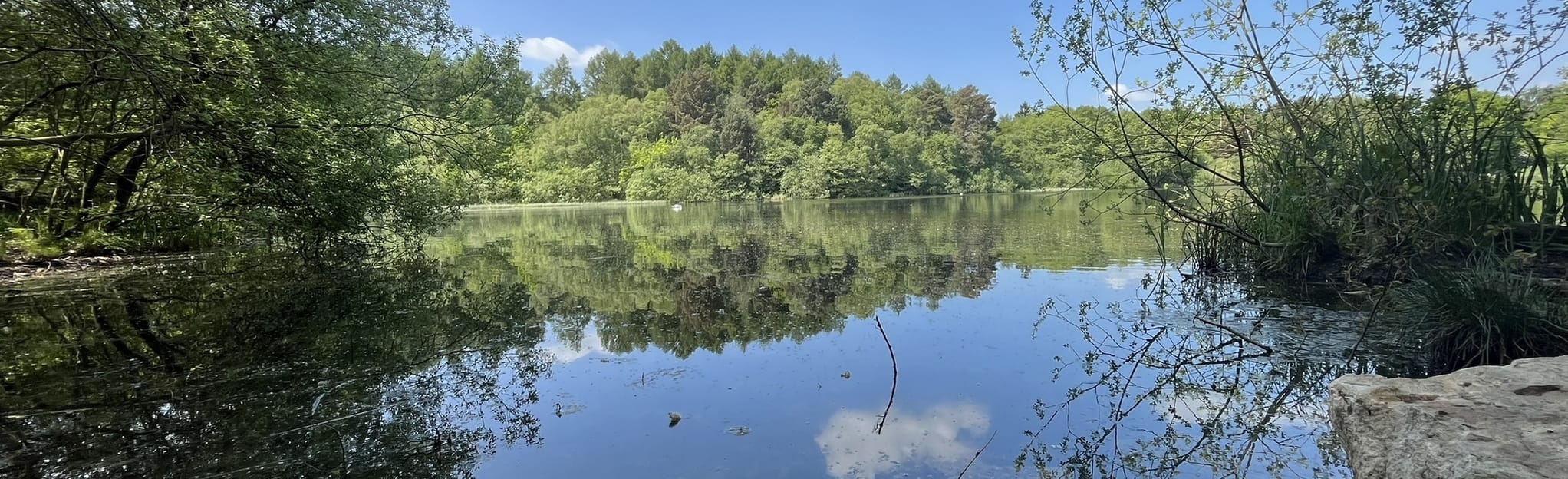 Yearsley Wood Circular Woodland Trail, North Yorkshire, England 170