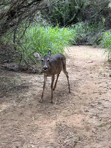 Best Wildlife Trails in Laredo | AllTrails