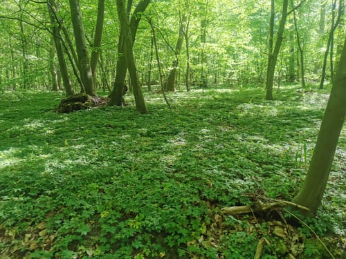 Von Klein Nemerow entlang des Tollensesees