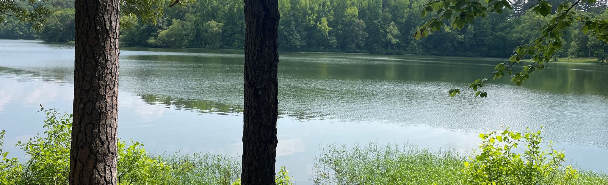 Lake Wedington Hiking Trail 501 Reviews, Map Arkansas AllTrails