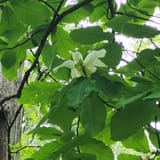 Clear Creek Bicycle Trail Alabama - EyJidWNrZXQiOiJhc3NldHMuYWxsdHJhaWxzLmNvbSIsImtleSI6InVwbG9hZHMvcGhvdG8vaW1hZ2UvNjAwMjYyNzUvNjVlMTkzMTg4YThiMGQ1ODY4OTJkZmE2NGI2MjkxN2IuanBnIiwiZWRpdHMiOnsidG9Gb3JtYXQiOiJqcGVnIiwicmVzaXplIjp7IndpZHRoIjoxNjAsImhlaWdodCI6MTYwLCJmaXQiOiJjb3ZlciJ9LCJyb3RhdGUiOm51bGwsImpwZWciOnsidHJlbGxpc1F1YW50aXNhdGlvbiI6dHJ1ZSwib3ZlcnNob290RGVyaW5naW5nIjp0cnVlLCJvcHRpbWlzZVNjYW5zIjp0cnVlLCJxdWFudGlzYXRpb25UYWJsZSI6M319fQ==