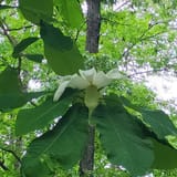 Clear Creek Bicycle Trail Alabama - EyJidWNrZXQiOiJhc3NldHMuYWxsdHJhaWxzLmNvbSIsImtleSI6InVwbG9hZHMvcGhvdG8vaW1hZ2UvNjAwMjYzODQvMDg2OWExNTQ3OGRlYTUzYjEzNjUxN2VhYmE0YmFiZjYuanBnIiwiZWRpdHMiOnsidG9Gb3JtYXQiOiJqcGVnIiwicmVzaXplIjp7IndpZHRoIjoxNjAsImhlaWdodCI6MTYwLCJmaXQiOiJjb3ZlciJ9LCJyb3RhdGUiOm51bGwsImpwZWciOnsidHJlbGxpc1F1YW50aXNhdGlvbiI6dHJ1ZSwib3ZlcnNob290RGVyaW5naW5nIjp0cnVlLCJvcHRpbWlzZVNjYW5zIjp0cnVlLCJxdWFudGlzYXRpb25UYWJsZSI6M319fQ==