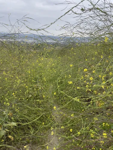 Walnut Ranch Park Die besten Wanderungen und Routen AllTrails