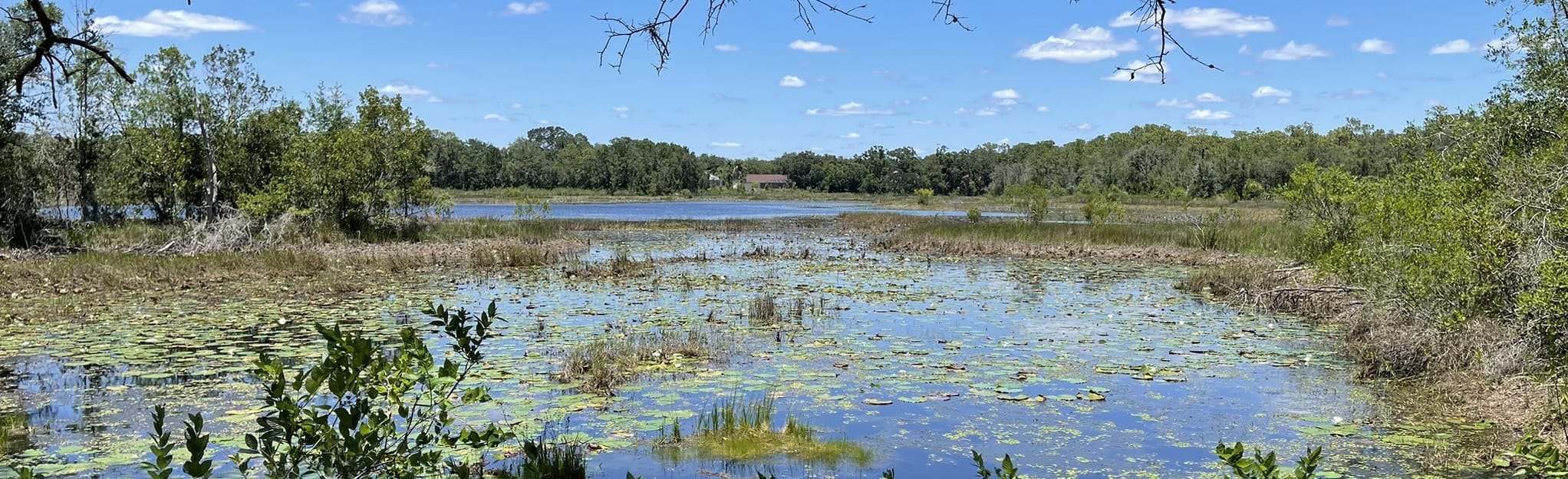 Violet Cury Nature Preserve Loop, Florida 504 Reviews, Map AllTrails