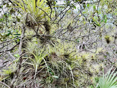 Best Hikes and Trails in High Ridge Scrub | AllTrails