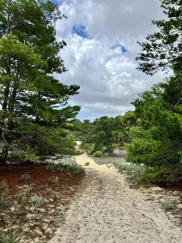 Best Hikes and Trails in High Ridge Scrub | AllTrails