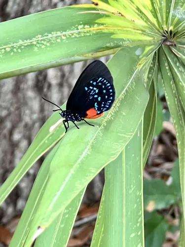 Best Hikes and Trails in High Ridge Scrub | AllTrails