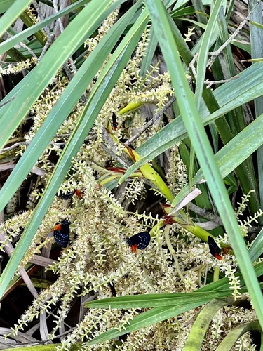 Best Hikes and Trails in High Ridge Scrub | AllTrails