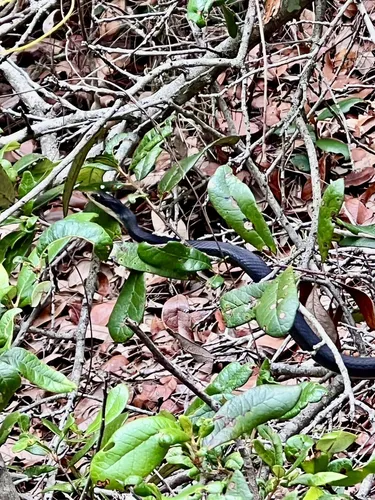 Best Hikes and Trails in High Ridge Scrub | AllTrails