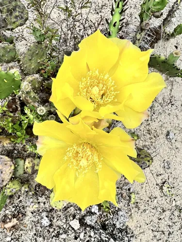 Best Hikes and Trails in High Ridge Scrub | AllTrails