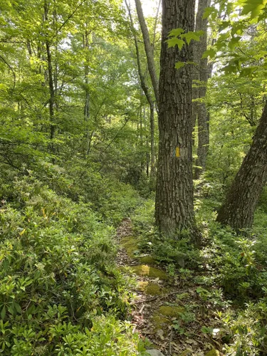 10 Best Trails And Hikes In Mifflinburg | AllTrails