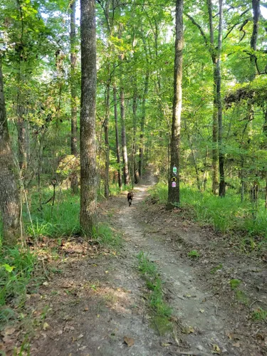 4 of the Best Hiking Trails Near Brookhaven, MS – Stan King GM SuperStore  Blog