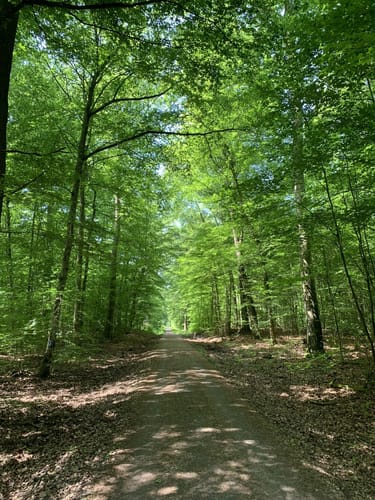 Darmstadter Wildpark-Weg