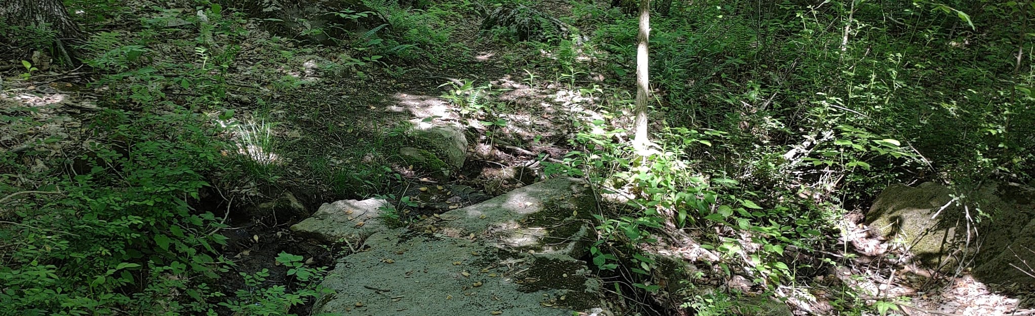 Uplands Yellow, Blue, and White Trail Loop 34 Reviews, Map