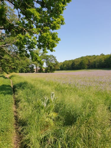 Wanderung Heidesee-Bennstedt
