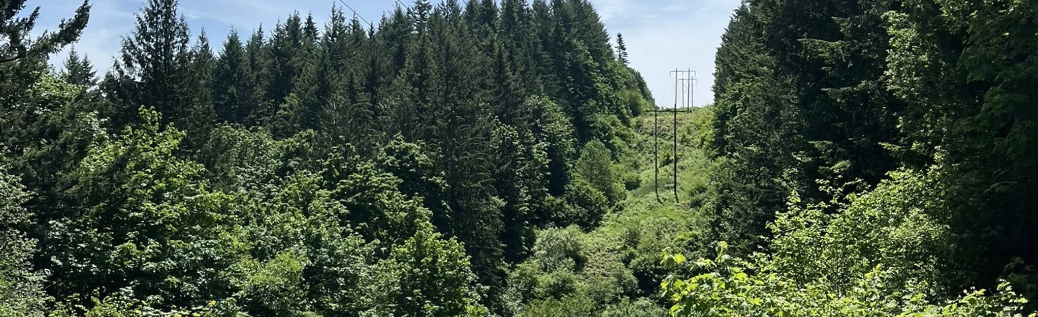 Wildwood Trail Newberry Road to Germantown Road, Oregon 81 Reviews