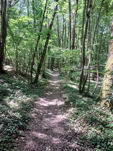 2023 Best Forest Trails in La ChapelleGonaguet AllTrails