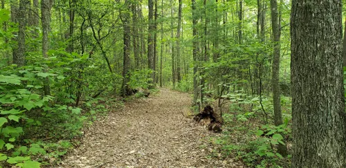 Best Hikes and Trails in Watoga State Park | AllTrails