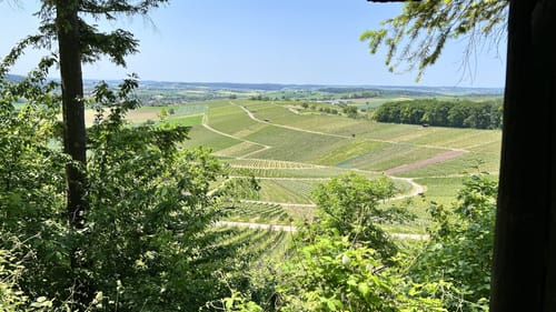 SU2 - Wandern zwischen Wein, Wald und Streuobstwiesen