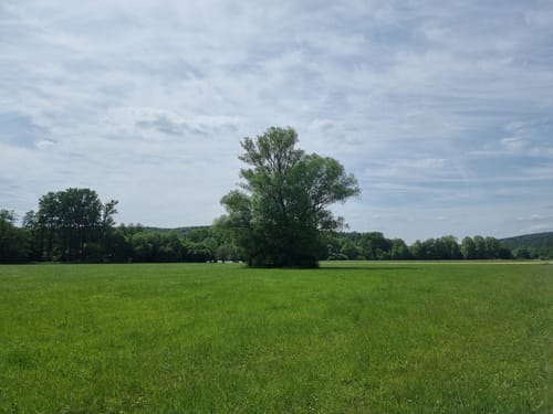Am Brend in den Burgwallbacher Forst