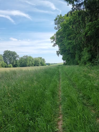 Am Brend in den Burgwallbacher Forst