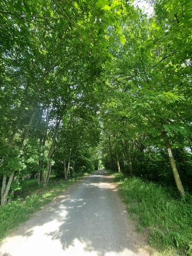 Am Brend in den Burgwallbacher Forst
