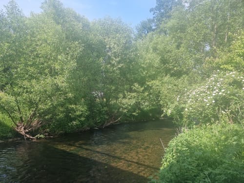 Am Brend in den Burgwallbacher Forst