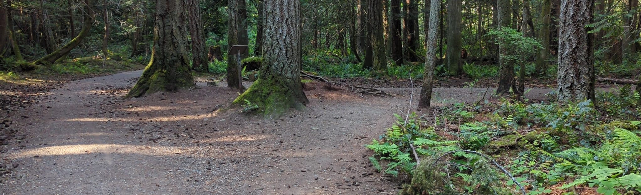 AllTrails Arbutus Woods To The Cemetery 38 Reviews, Map British