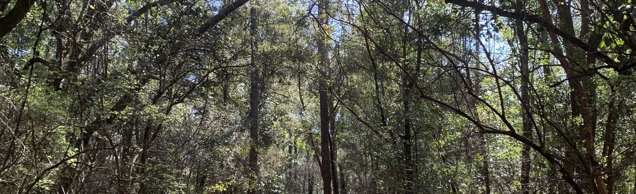 Lake Talquin State Park Trail 17 Reviews, Map Florida AllTrails