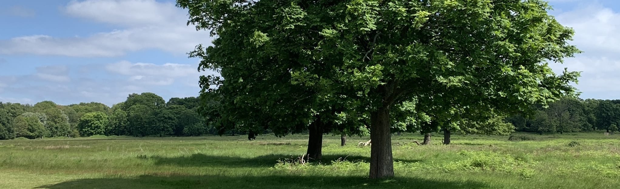 Richmond Park Circular, London, England 32 Reviews, Map AllTrails