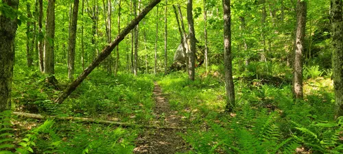 2023 Best Paddle Sports Trails in Otter Lake | AllTrails