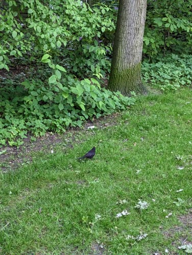 Um den Flötenteich