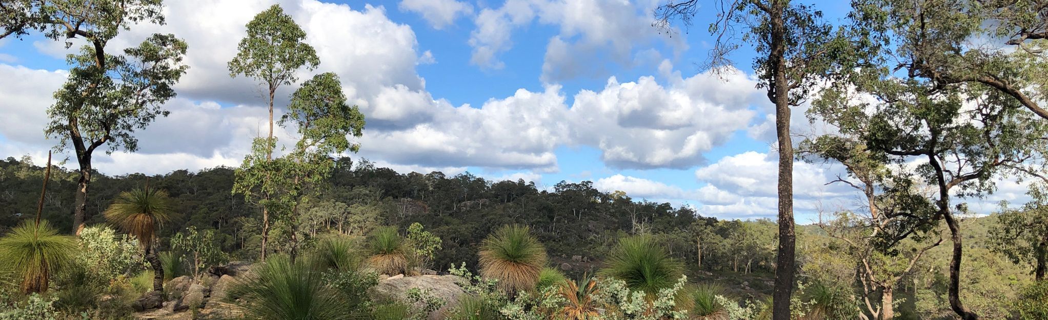 Wildflower Walk Trail Via Hovea Falls: 579 Foto's   West Australië